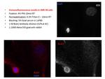 BUB1 Antibody in Immunocytochemistry (ICC/IF)