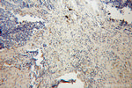 HK3 Antibody in Immunohistochemistry (Paraffin) (IHC (P))