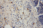 HK3 Antibody in Immunohistochemistry (Paraffin) (IHC (P))