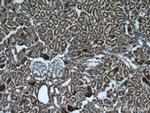 PPP3CB Antibody in Immunohistochemistry (Paraffin) (IHC (P))