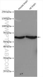 PPP3CB Antibody in Western Blot (WB)