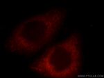 GNA14 Antibody in Immunocytochemistry (ICC/IF)