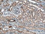 GNA14 Antibody in Immunohistochemistry (Paraffin) (IHC (P))