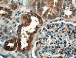 GNA14 Antibody in Immunohistochemistry (Paraffin) (IHC (P))