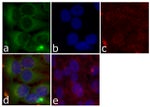 MEK1 Antibody in Immunocytochemistry (ICC/IF)