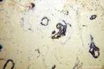 RAD17 Antibody in Immunohistochemistry (Paraffin) (IHC (P))