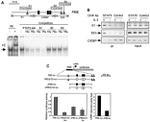 STAT5 alpha Antibody in ChIP Assay (ChIP)