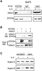 STAT5 alpha Antibody in Western Blot (WB)