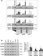 STAT5 alpha Antibody in ChIP Assay (ChIP)