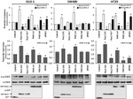 STAT5 alpha Antibody in Western Blot, ChIP Assay (WB, ChIP)