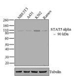 STAT5 alpha Antibody in Western Blot (WB)