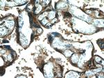 CYP11A1 Antibody in Immunohistochemistry (Paraffin) (IHC (P))