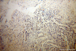 LMAN1 Antibody in Immunohistochemistry (Paraffin) (IHC (P))