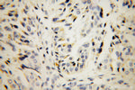 LMAN1 Antibody in Immunohistochemistry (Paraffin) (IHC (P))