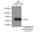 LMAN1 Antibody in Immunoprecipitation (IP)