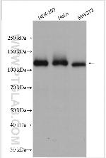 NAT10 Antibody in Western Blot (WB)