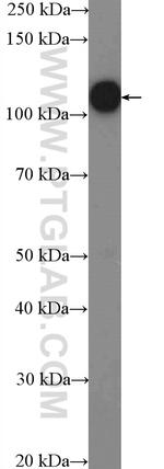 NAT10 Antibody in Western Blot (WB)