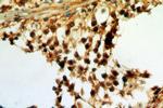 SPA17 Antibody in Immunohistochemistry (Paraffin) (IHC (P))