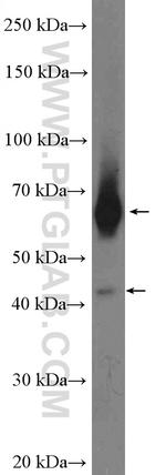 RALGPS1 Antibody in Western Blot (WB)