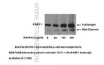 PARP1 Antibody in Western Blot (WB)