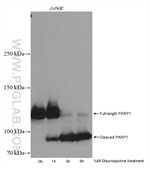 PARP1 Antibody in Western Blot (WB)