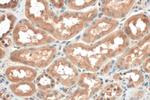 TFEB Antibody in Immunohistochemistry (Paraffin) (IHC (P))