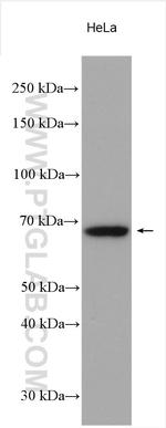 TFEB Antibody in Western Blot (WB)