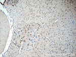 LYNX1 Antibody in Immunohistochemistry (Paraffin) (IHC (P))