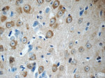 LYNX1 Antibody in Immunohistochemistry (Paraffin) (IHC (P))