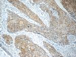 LYNX1 Antibody in Immunohistochemistry (Paraffin) (IHC (P))