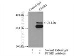 PTGR1 Antibody in Immunoprecipitation (IP)