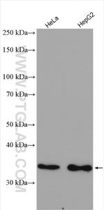 PTGR1 Antibody in Western Blot (WB)