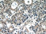 SCFD2 Antibody in Immunohistochemistry (Paraffin) (IHC (P))