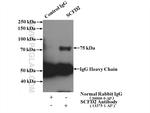 SCFD2 Antibody in Immunoprecipitation (IP)