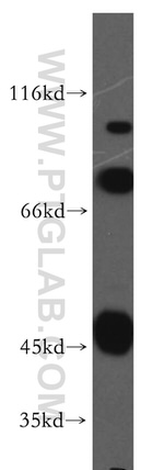 SCFD2 Antibody in Western Blot (WB)