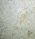 SIGLEC9 Antibody in Immunohistochemistry (Paraffin) (IHC (P))