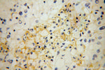 SIGLEC9 Antibody in Immunohistochemistry (Paraffin) (IHC (P))