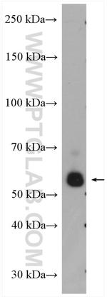 SIGLEC9 Antibody in Western Blot (WB)