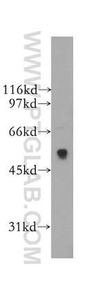 SIGLEC9 Antibody in Western Blot (WB)