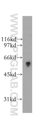 SIGLEC9 Antibody in Western Blot (WB)