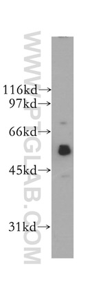 SIGLEC9 Antibody in Western Blot (WB)