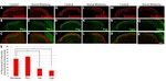 PKC gamma Antibody in Immunohistochemistry (Frozen) (IHC (F))