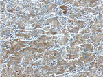 HSPH1 Antibody in Immunohistochemistry (Paraffin) (IHC (P))