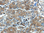 HSPH1 Antibody in Immunohistochemistry (Paraffin) (IHC (P))