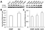 PCNA Antibody in Western Blot (WB)