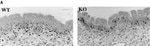 PCNA Antibody in Immunohistochemistry (IHC)