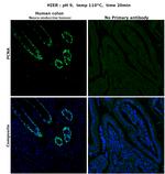 PCNA Antibody in Immunohistochemistry (Paraffin) (IHC (P))