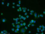 Galectin-4 Antibody in Immunocytochemistry (ICC/IF)