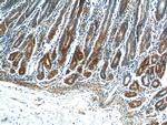 COX-1/Cyclooxygenase-1 Antibody in Immunohistochemistry (Paraffin) (IHC (P))