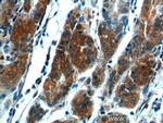 COX-1/Cyclooxygenase-1 Antibody in Immunohistochemistry (Paraffin) (IHC (P))